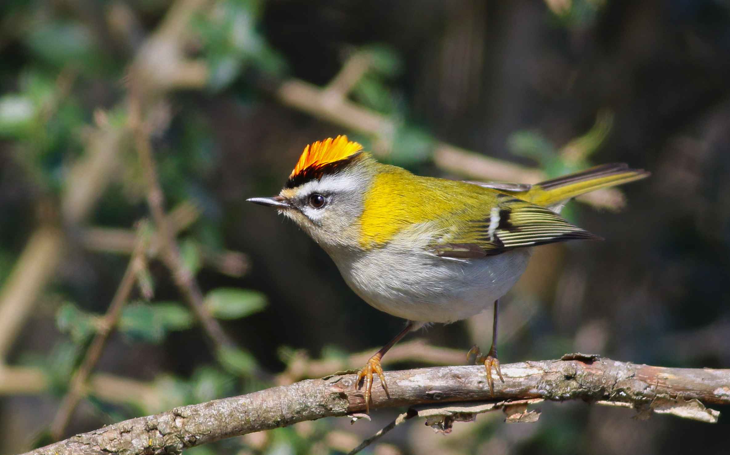 Common Firecrest